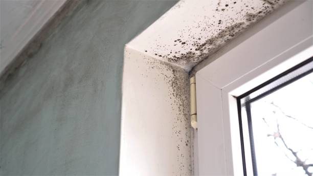 Best Mold Prevention Services  in Summerde, AL