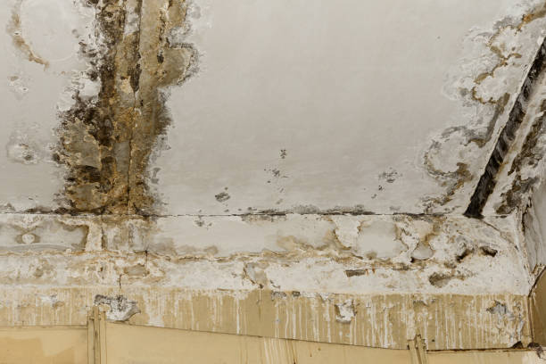 Best Water Damage & Mold Remediation  in Summerde, AL