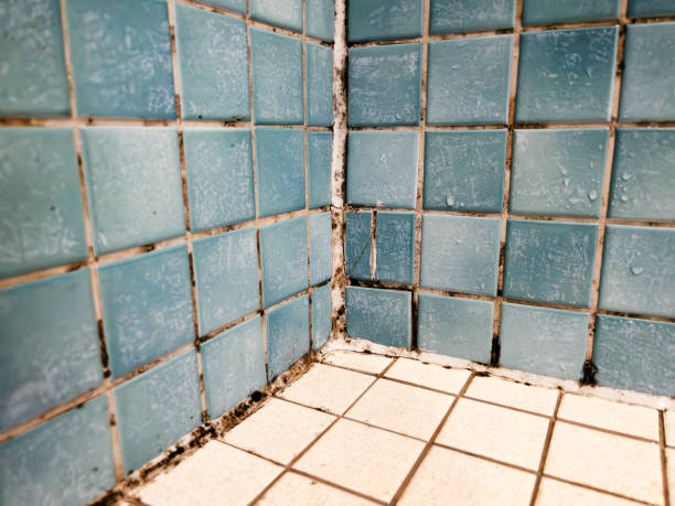 Best Asbestos and Lead Testing During Mold Inspection  in Summerde, AL