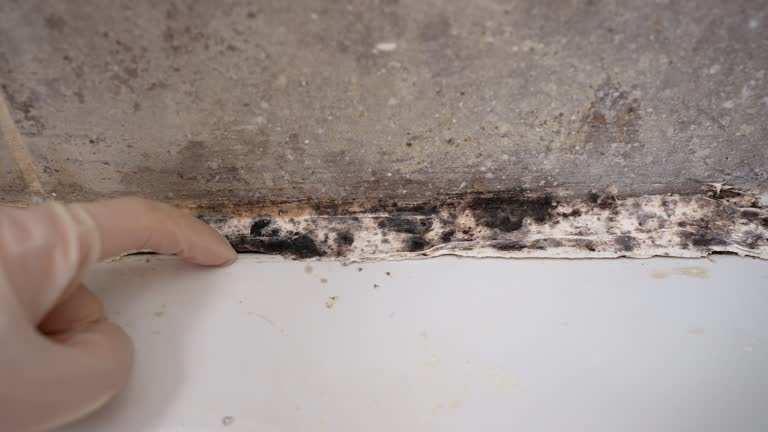 Best Mold Remediation for Healthcare Facilities  in Summerde, AL